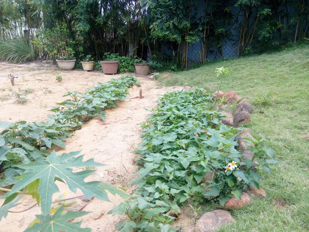 The Field Homestay Хойан Экстерьер фото