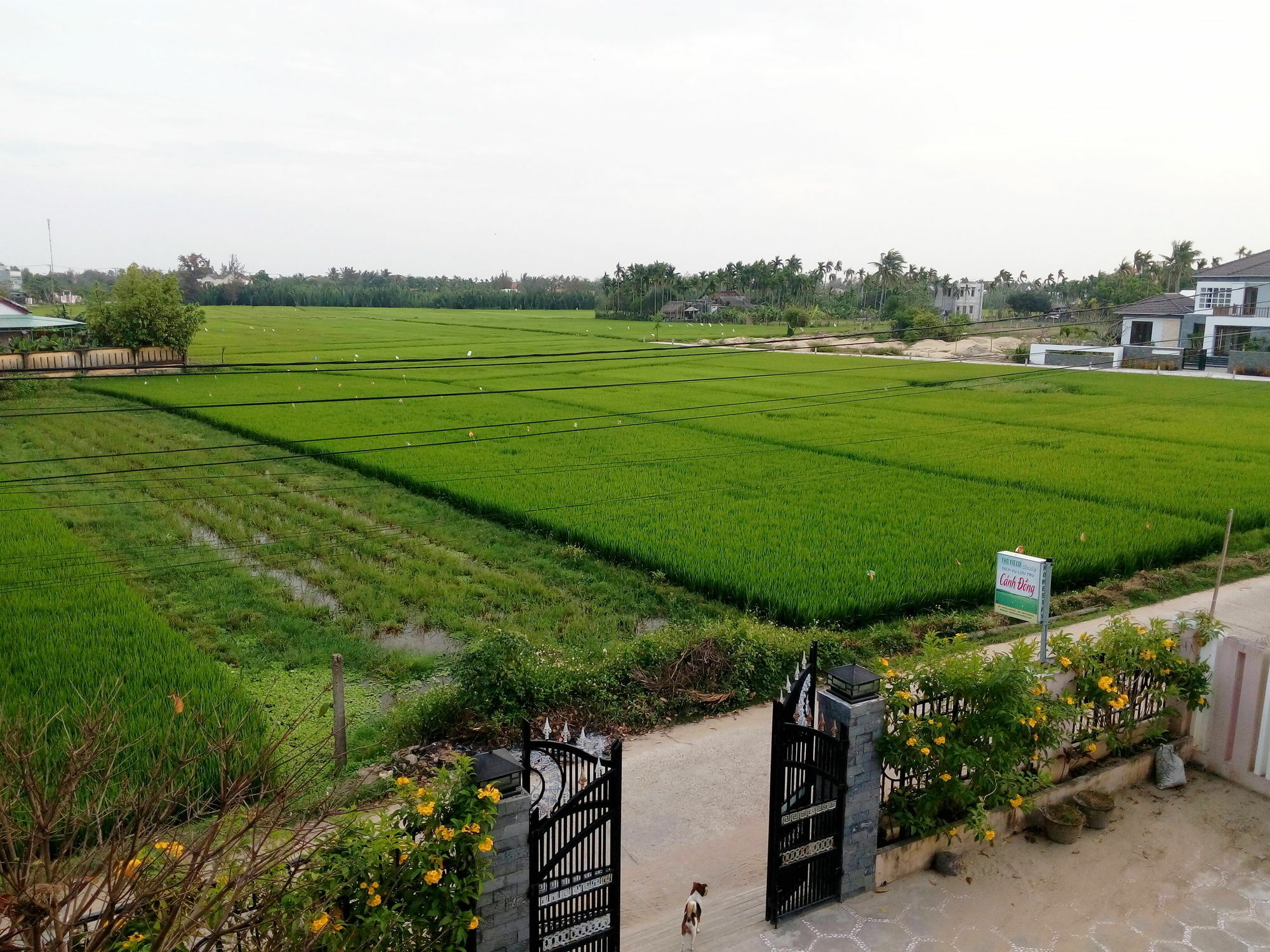 The Field Homestay Хойан Экстерьер фото